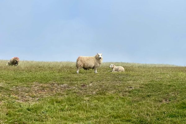 Frequently Asked <span>Questions</span>